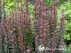 Raugerškis tunbergo ,Summer Chocolate' (lot. Berberis thunbergii) 